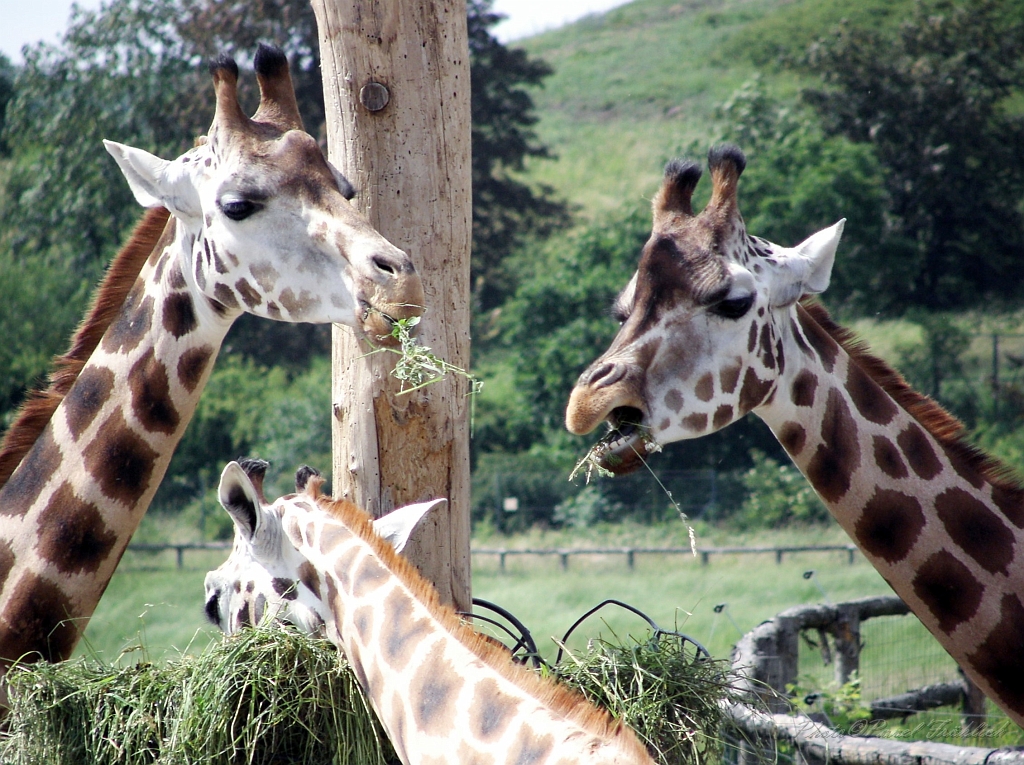 Zirafa Rothschildova, ZOO Praha-Troja.jpg -            